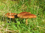 24331 Mushrooms in the sun.jpg